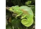 We breed and sell a wide variety of reptile species, including turtles, chameleons