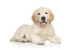 Online Pet Shop For Golden Retriever Dogs | Amaira Pet Shop