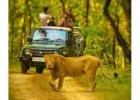 Unlock Wildlife Wonders with Gir Jungle Safari Booking