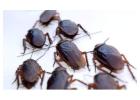 Petty Pest Control Services Mice and Rat Exterminator