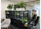 What Is the Best Way to Arrange Corporate Office Plants?