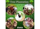 Can You Support a World-Record Tree Plantation NGO?