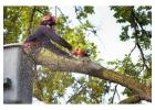 Expert Tree Pruning Kenilworth – Arbor Vitae Landscapes