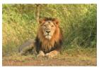 Easy Quick Gir Jungle Safari Online Booking 