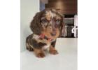 Adorable Dachshund Puppies for Sale