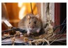 Effective Pest Control Solutions in Flemington Contact Us Now