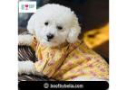 Trendy and Luxurious Dog Clothing by BoofbyBella