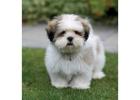 Lhasa Apso Puppies for Sale in Madurai