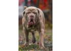 Neapolitan Mastiff Puppies for Sale in Coimbatore