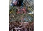 Best Copper Wire Scrap Buyer in Bengaluru | EWasteBuyer