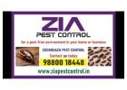 Cockroach Spray and Jel treatment | Zia pest control | Bangalore | 1986