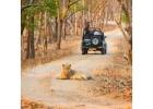 Get Gir Safari Online Booking to Explore Dense Forest   