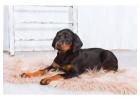 Doberman Pinscher Puppies for Sale in Coimbatore