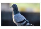 Expert Bird Removal Service | Safe & Humane Bird Control Solutions