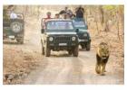 Plan Gir National Park Safari Booking for Incredible Nature