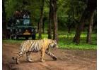 Reserve Devalia Safari Park Booking to Experience the Wild 