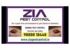 Effective Bedbug Service Treatment  | Rat Control | Zia Pest Control  | 1978