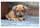 Rhodesian Ridgeback Puppies for Sale in Gurgaon