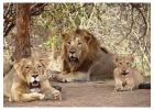  Reserve Gir Jungle Safari Booking Online for Fascinating Wildlife 