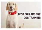 What Type of Best Collar for Dogs Training