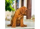 French Mastiff Puppies for Sale in Gurgaon