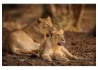  Reserve Gir Safari Online Booking for a Wildlife Adventure 