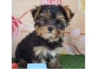 Adorable small AKC Yorkie puppies