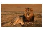  Reserve Gir Jungle Safari Booking for Hassle Free Experience