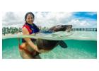 Dolphin Discovery Tours Punta Cana | Jeloumatours.com