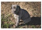 Neapolitan Mastiff Puppies for Sale in Gurgaon