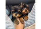 Adorable small AKC Yorkie puppies