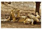  Plan Gir National Park Safari Booking Online to Secure your Spot 