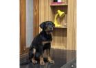 Rottweiler Puppies for Sale in Madurai