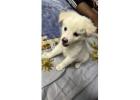 Pomeranian Puppies for Sale in Gurgaon