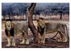  Explore Gir Jungle Safari Booking for Thrill Experience 