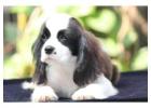 Cavalier king charles spaniel Puppies For Sale In Mysore