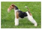 Fox Terrier Wire Puppies for Sale in Noida