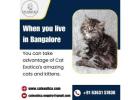 Himalayan Kittens in Bangalore | Best Himalayan Cat in Bangalore