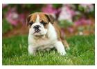 British Bulldog Puppies for Sale in Noida