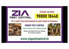  Rodent Control service for school | Hospital | Paying Guest 2056 | Zia Pest Control