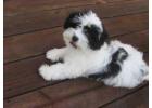 Havanese Puppies For Sale In Mysore