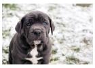 Neapolitan Mastiff Puppies for Sale in Noida