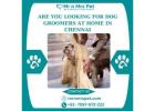 Professional Dog Groomers at Home in Chennai