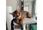  Abyssinian kittens for sale