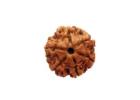 Tap into Spiritual Power with Genuine Rudraksha Beads!