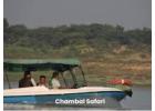 Get PaliGhat Chambal Safari Booking in Chambal Region 