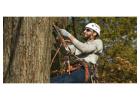 Why Hire Certified Arborists for Tree Care and Maintenance | Green Drop Lawns