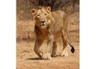 Plan Gir National Park Safari Booking Online