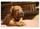 Boerboel Puppies for Sale in Mysore