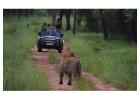 Schedule Ranthambore National Park Safari Booking